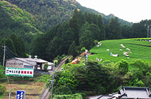 井手川内茶畑の写真
